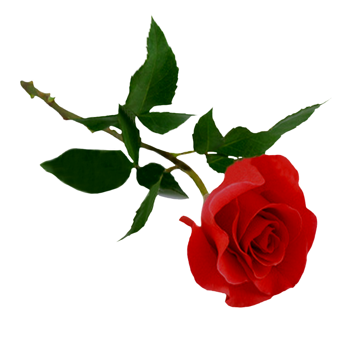 Rose Bush Red Roses Valentine Gift HD Free Download