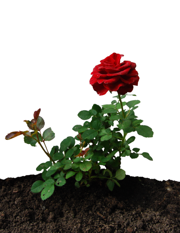 Rose Thorns Bem Cil PNG Roseiras Vegeta PNG  HD Free Download