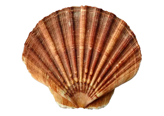 Sea Shell Clam Photo   HD Free Download