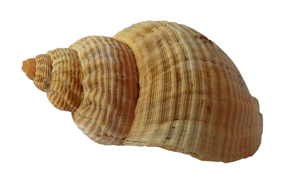 Sea Shell Clam Photo   HD Free Download
