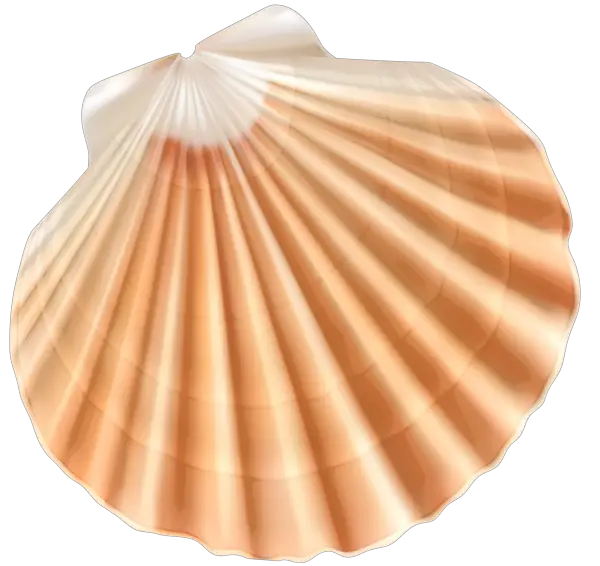 Sea Shell PNG Clipart Image Gallery High  HD Free Download