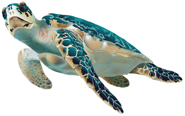 Sea Turtle PNG Transparent Clip Art Image Gallery  HD Free Download