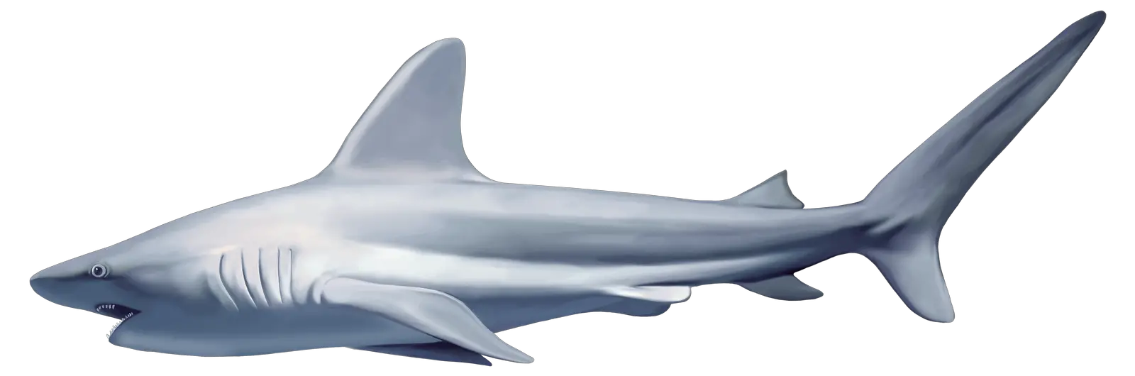 Shark Animal Pinterest Shark Animal  HD Free Download