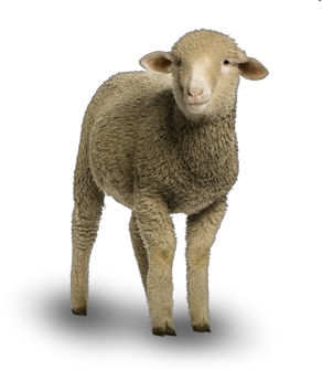 Sheep PNG Available Different Size Icons  HD Free Download