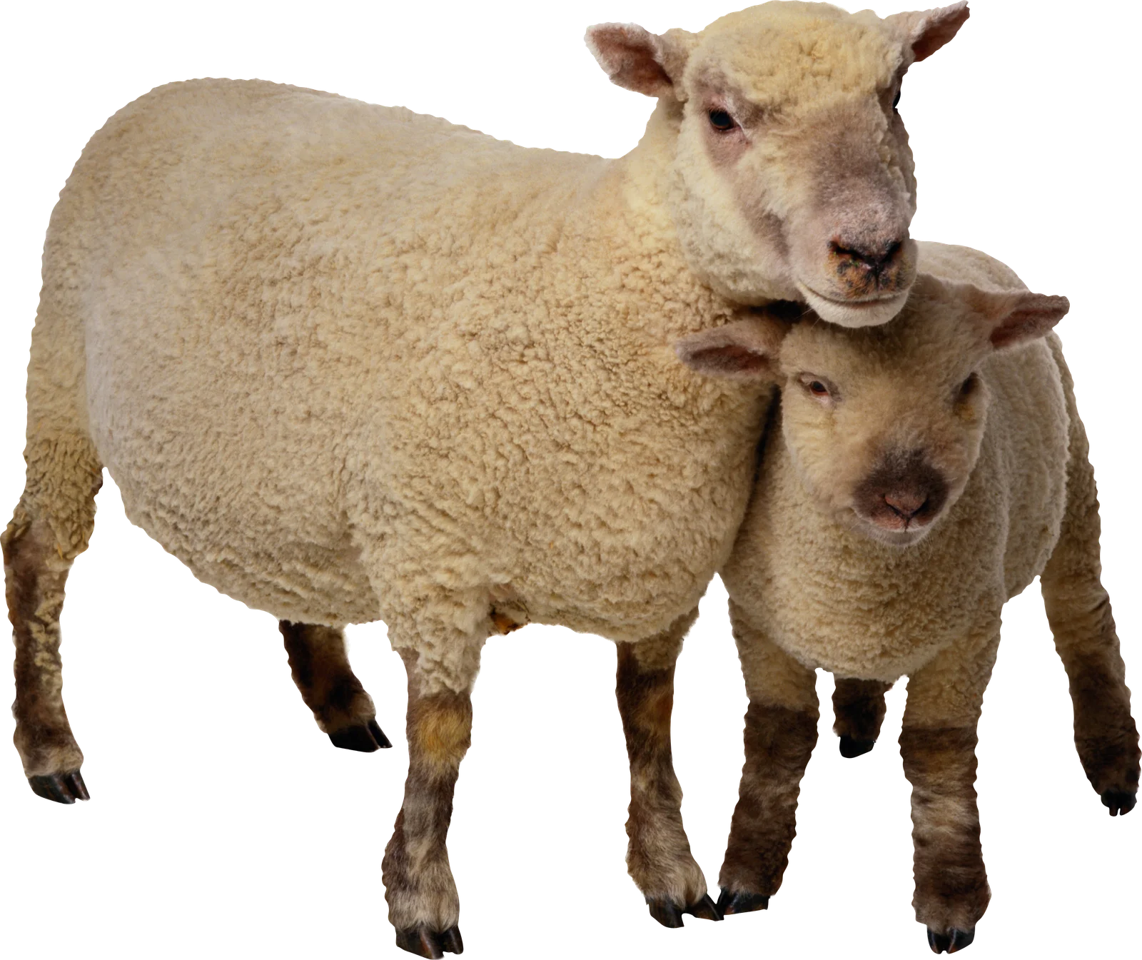 Sheep PNG Image Animals Pinterest  HD Free Download