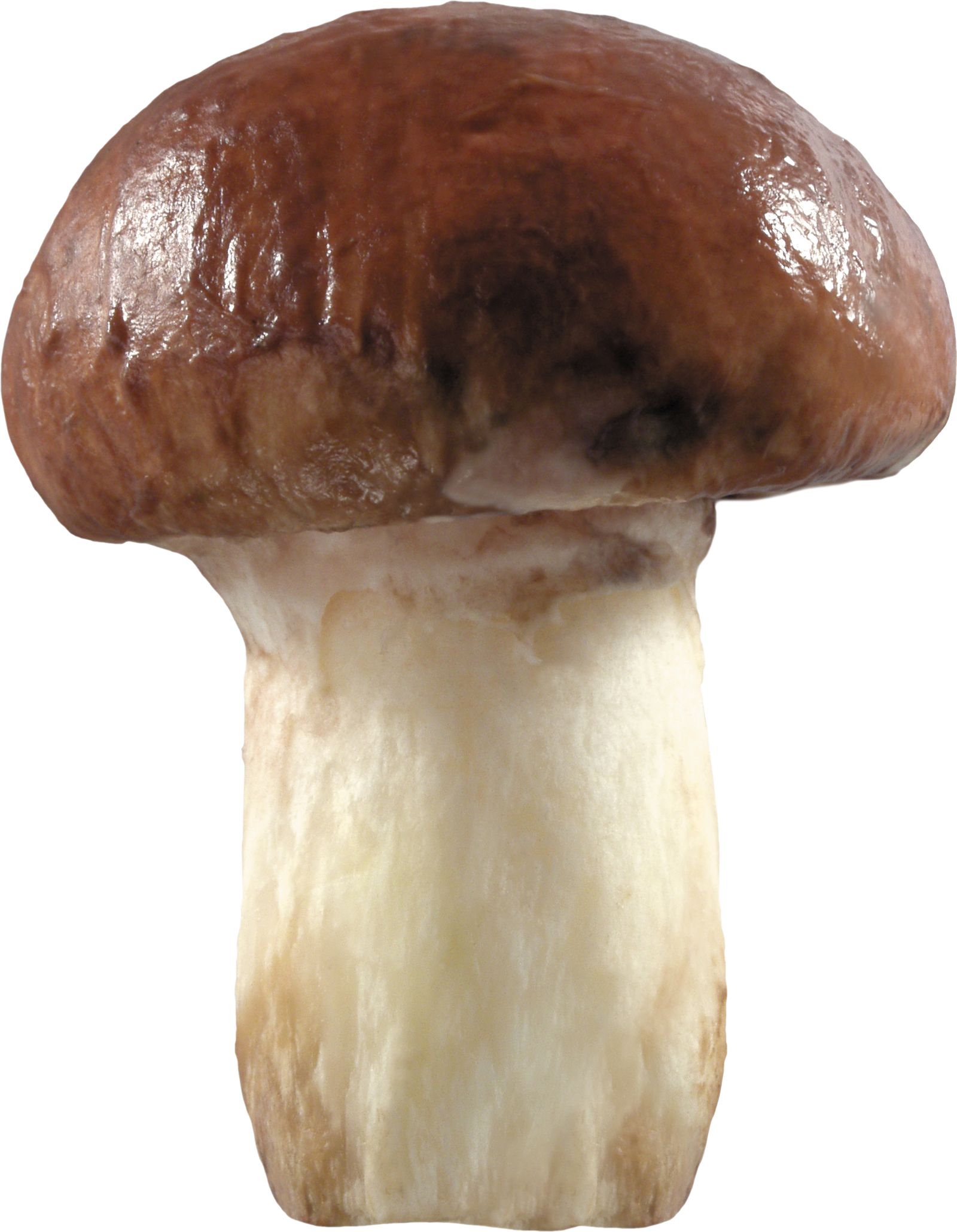 Single Mushroom Images Mushroom Pictures  HD Free Download