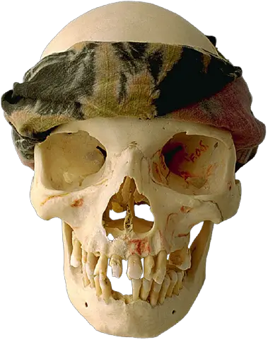 Skull Halloween Graphics  HD Free Download