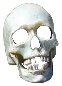 Skull PNG Images   HD Free Download