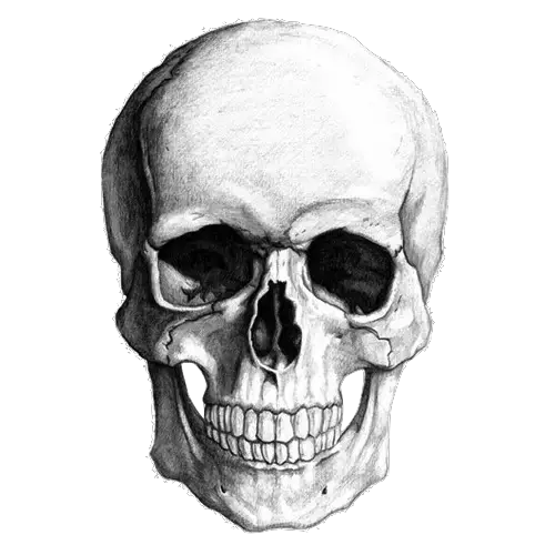Skull PNG Images The Symbol Death HD Free Download
