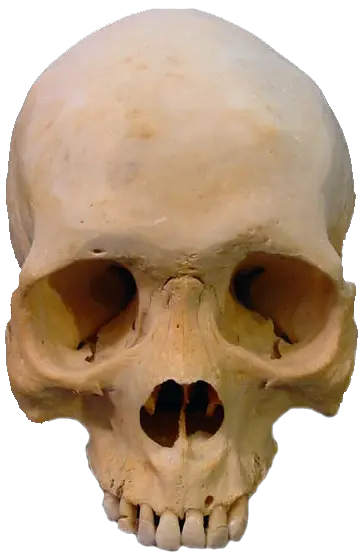 Skull What Palo Mayombe  HD Free Download