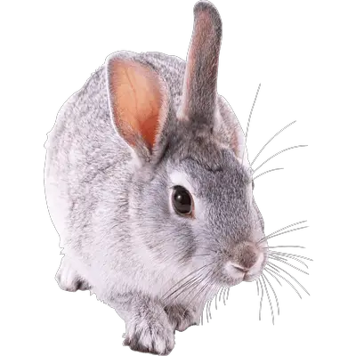 Small Cute Rabbit Transparent PNG Stickpng  HD Free Download