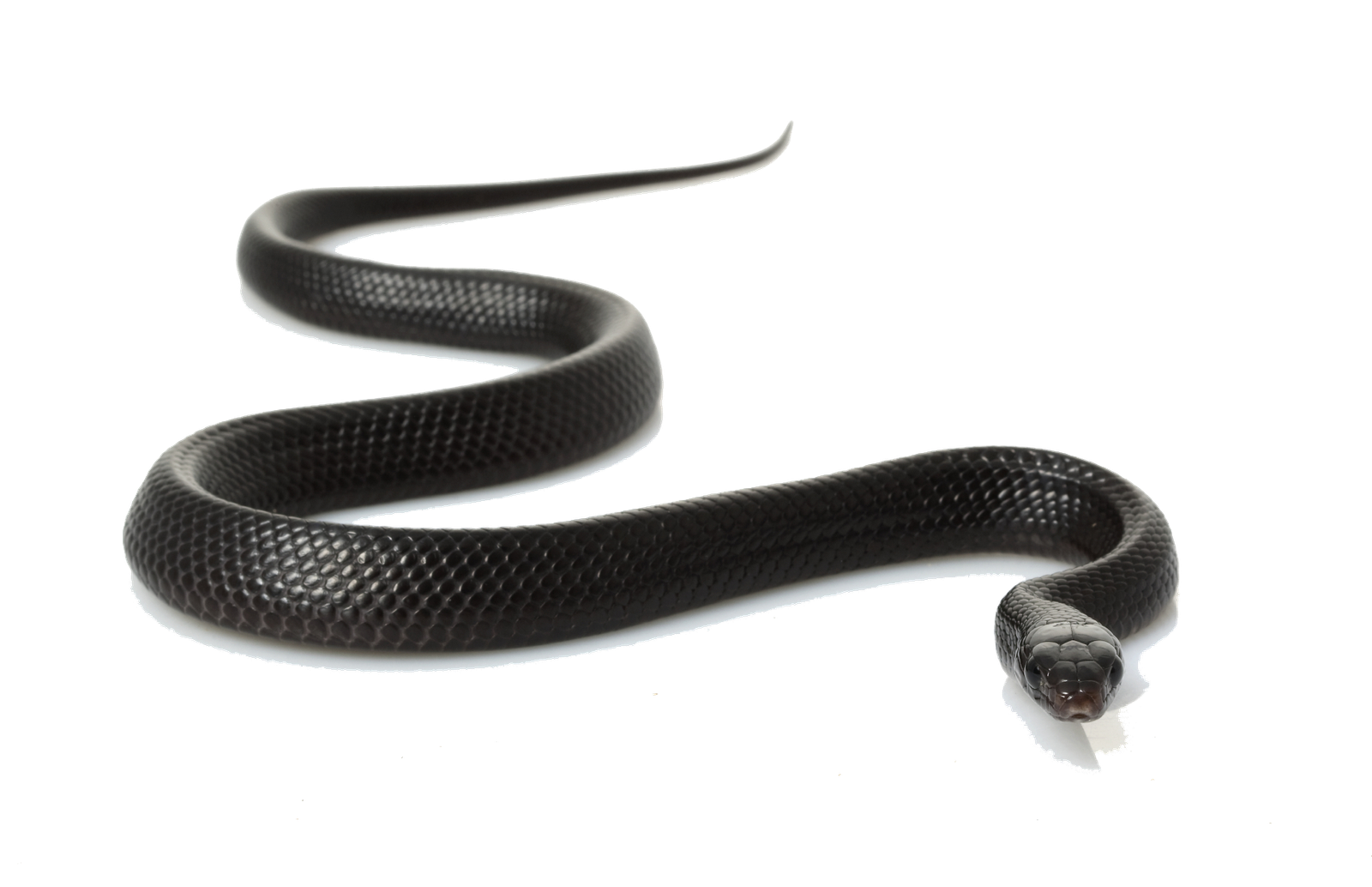 Snake Snakes PNG Transparent Images Clipart And Alpha  HD Free Download