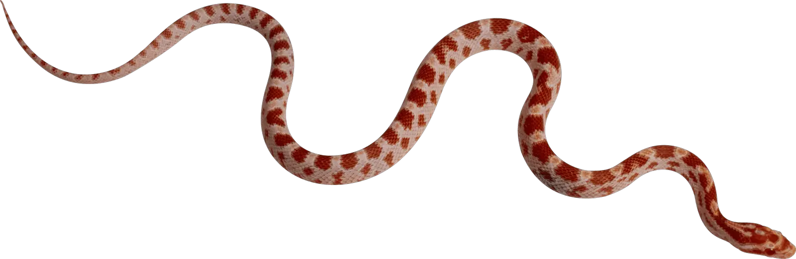 Snake Snakes PNG Transparent Images Clipart And Alpha  HD Free Download