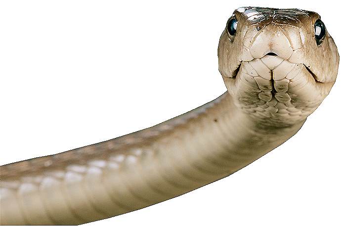 Snake PNG Image Picture Reptil Pinterest  HD Free Download