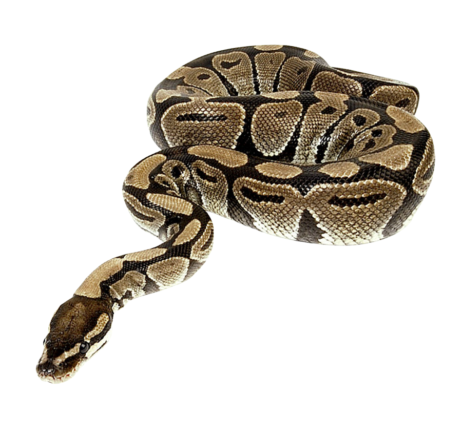 Snake PNG Transparent Image   HD Free Download
