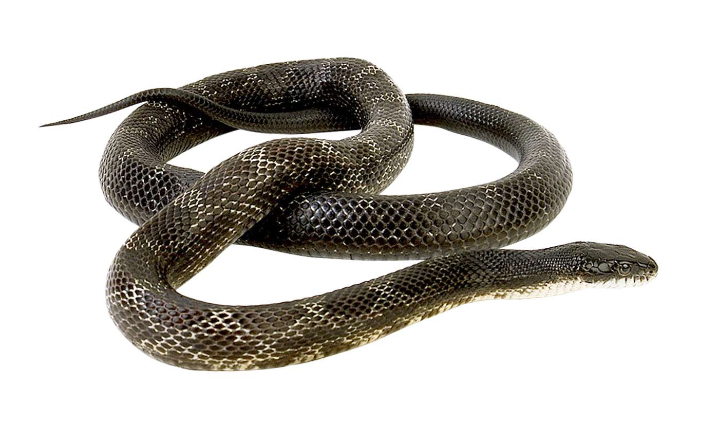 Snake PNG Transparent Image   HD Free Download