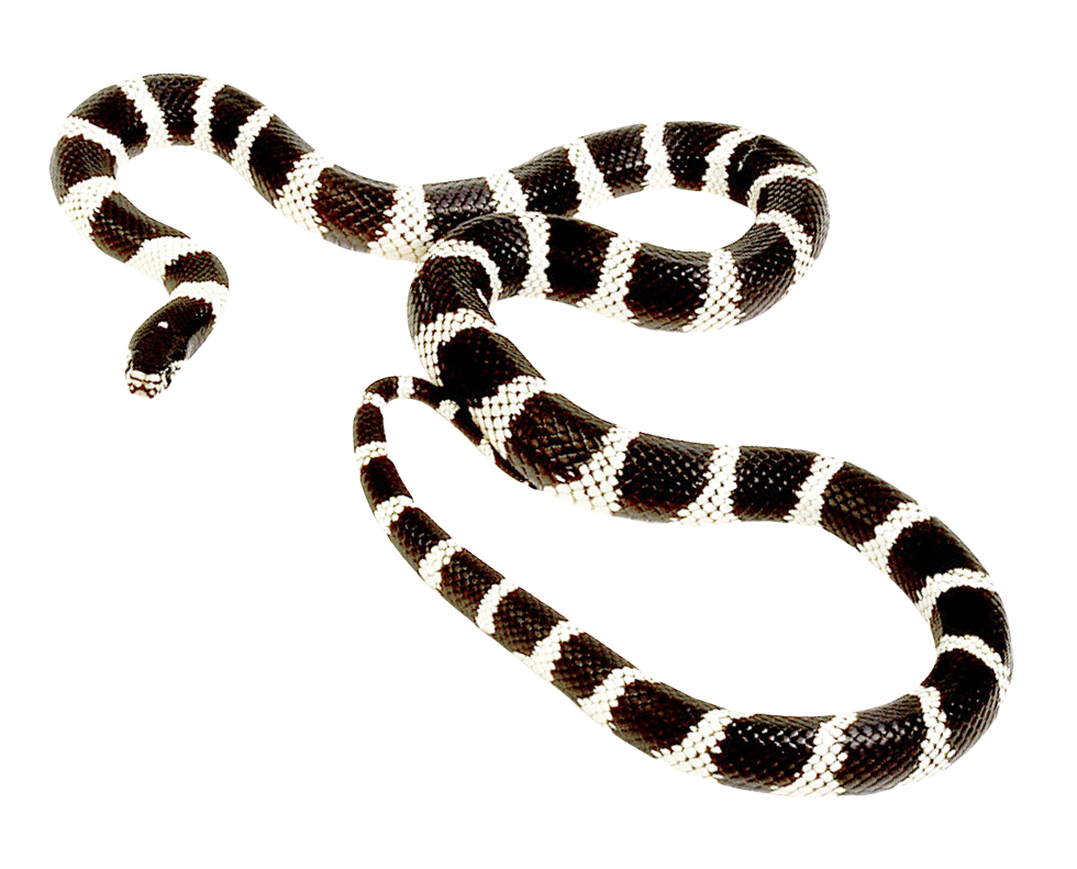 Snake PNG Transparent Image   HD Free Download