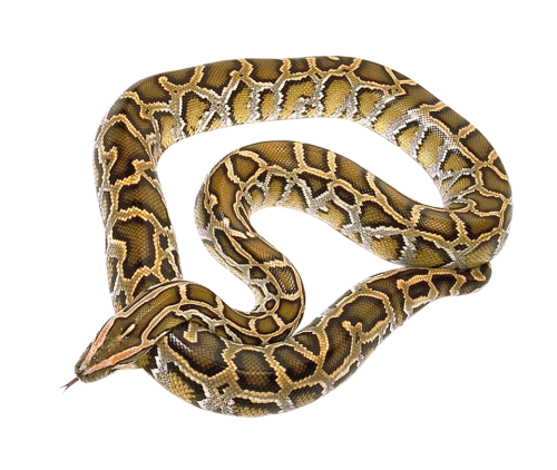 Snake PNG Transparent Image   HD Free Download