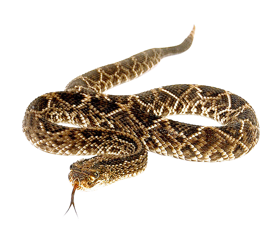 Snake PNG Transparent Image   HD Free Download