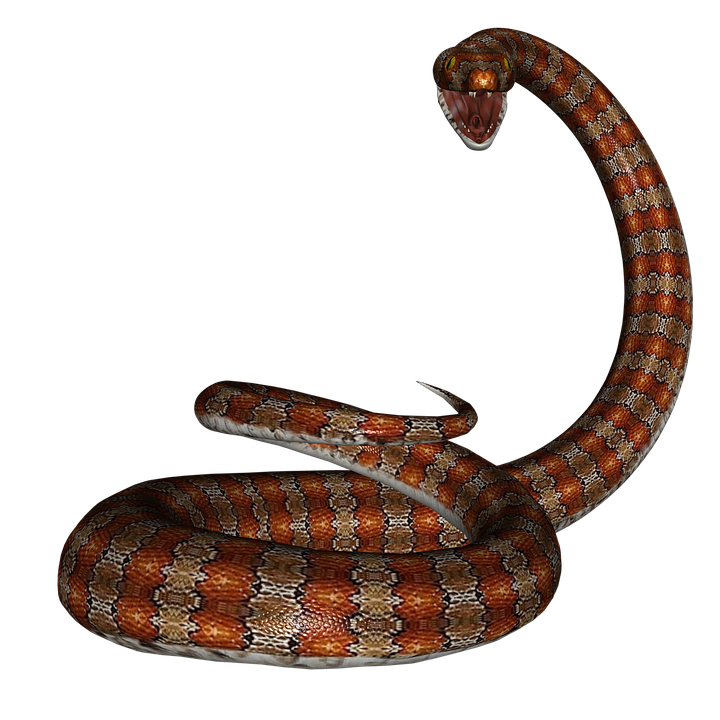 Snake Rat Reptile Image   HD Free Download