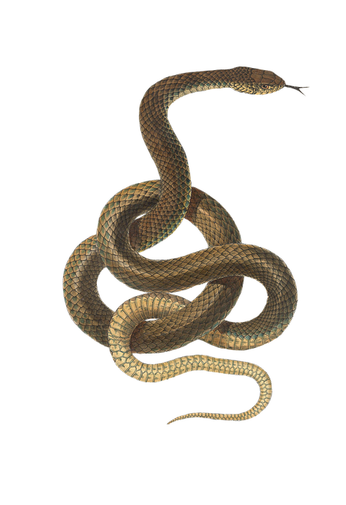 Snake Reptile Animal Image   HD Free Download