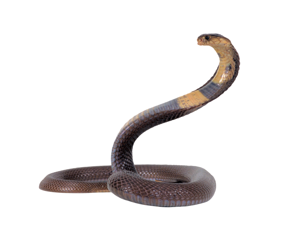 Snake Transparent PNG Absurdwordpreferred Deviantart  HD Free Download