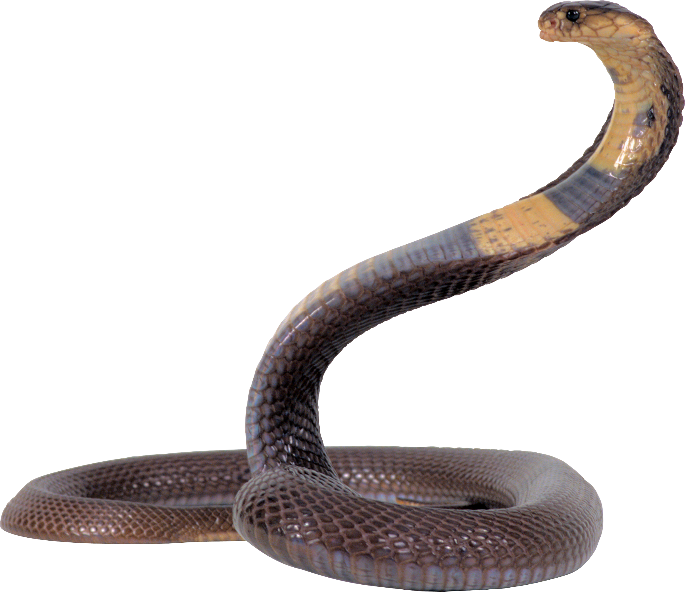 Snake Transparent PNG Pictures Icons And PNG  HD Free Download