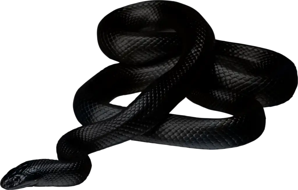 Snake What Does Mean When Dream About Black Snakes  HD Free Download