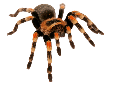 Spider Exeter Exotics  HD Free Download