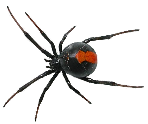 Spider PNG Camelfobia Deviantart  HD Free Download