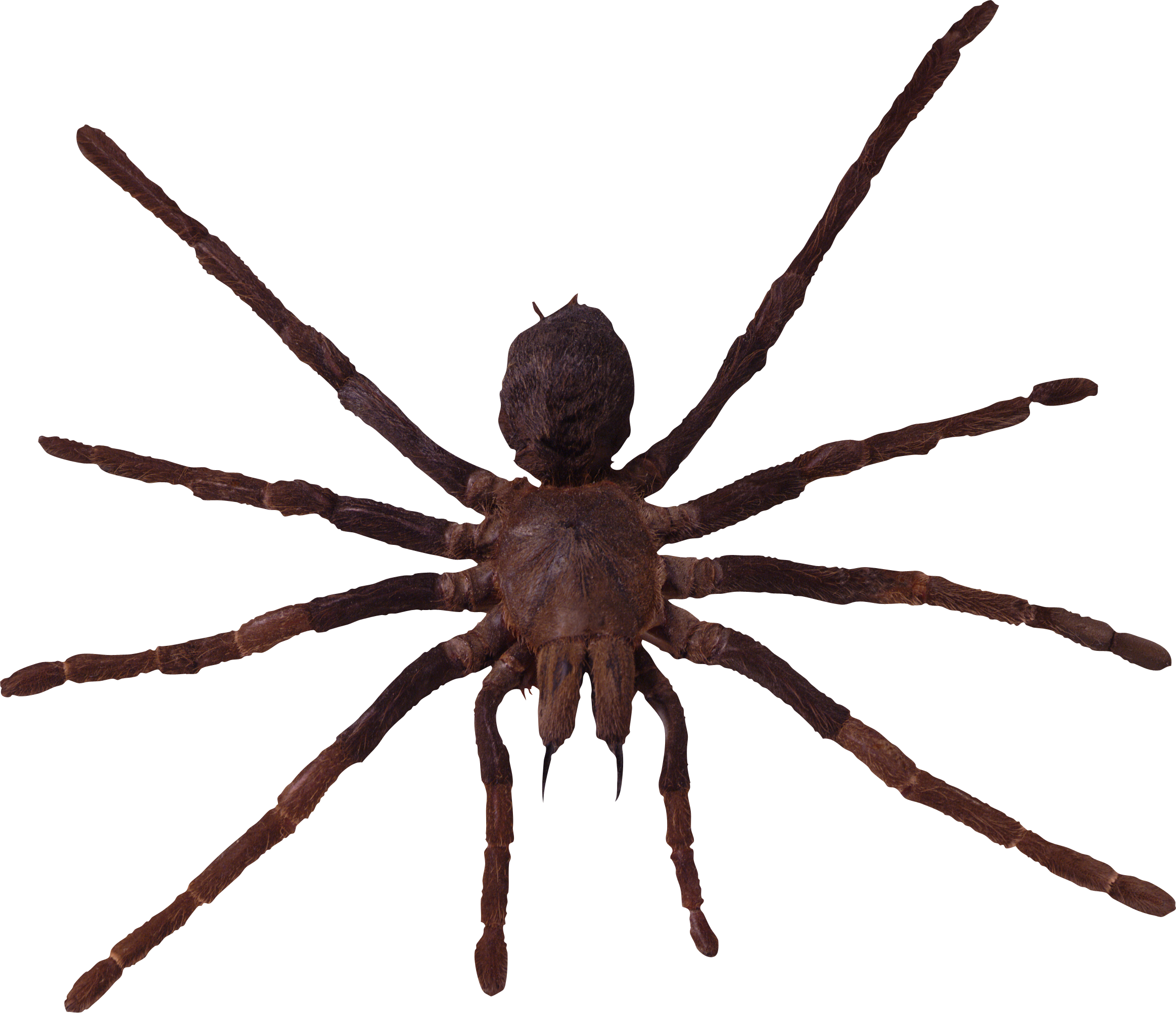 Spider Web Transparent PNG  HD Free Download