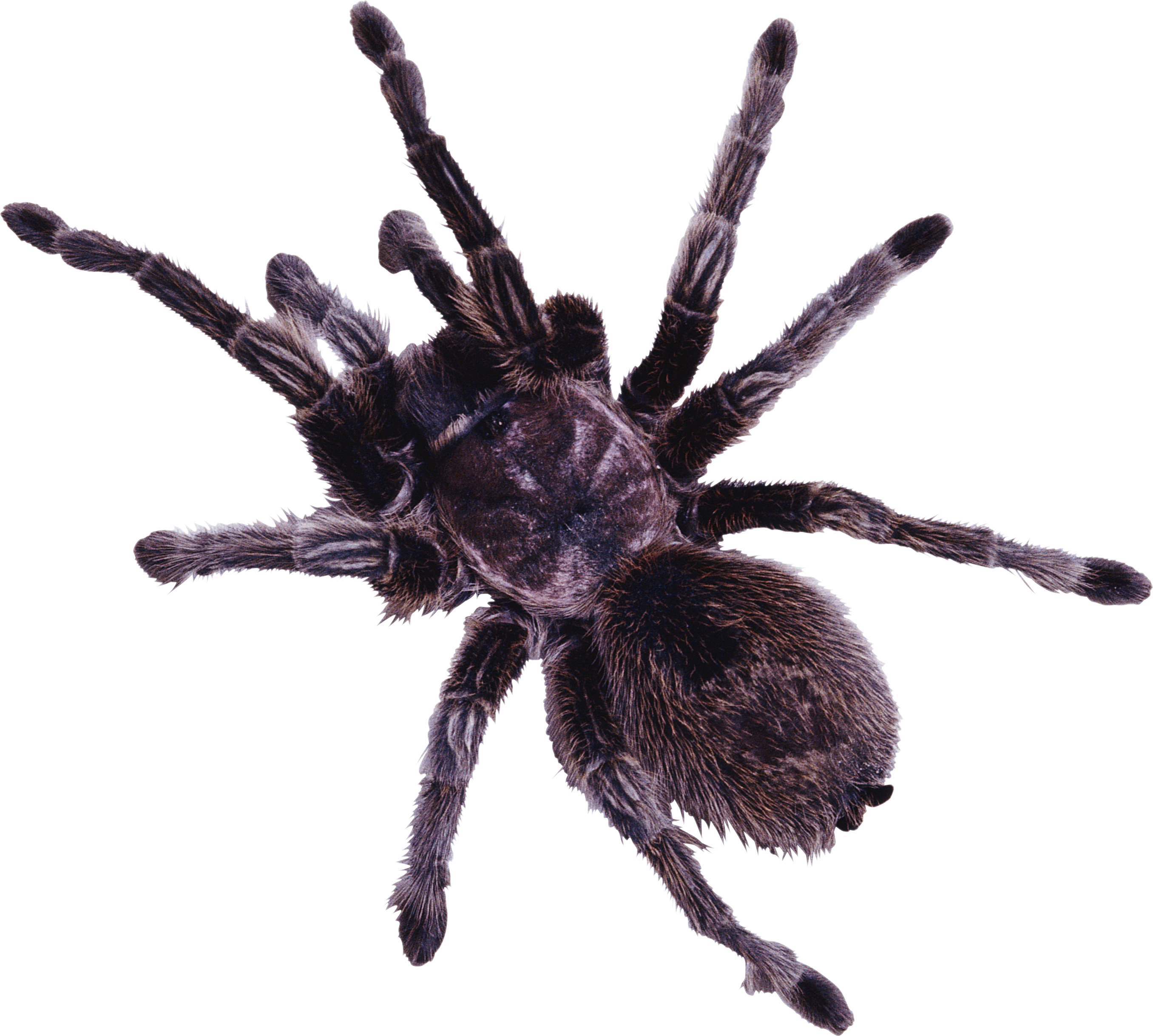 Spider Web Transparent PNG  HD Free Download