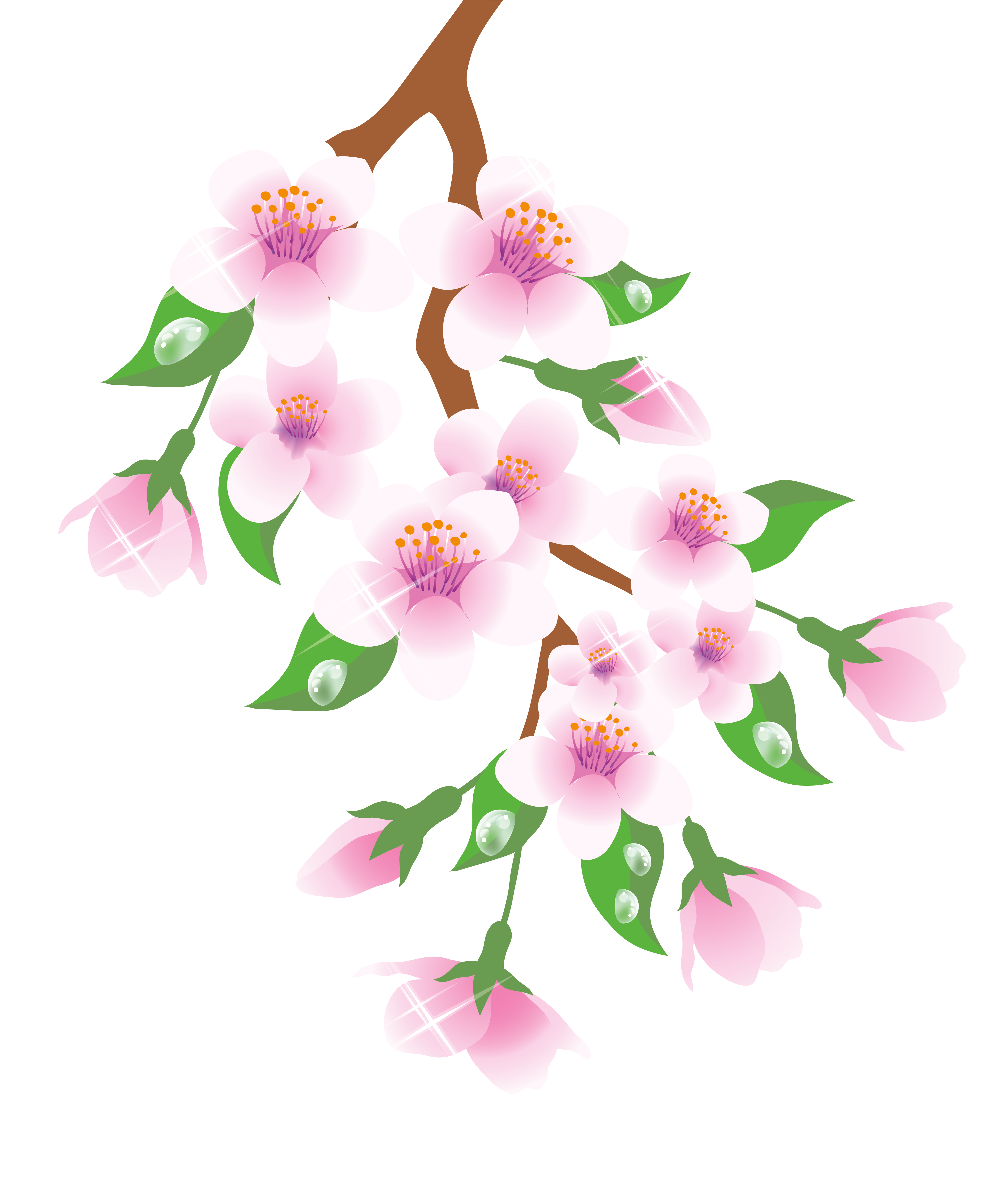 Spring Branch Flower PNG  HD Free Download