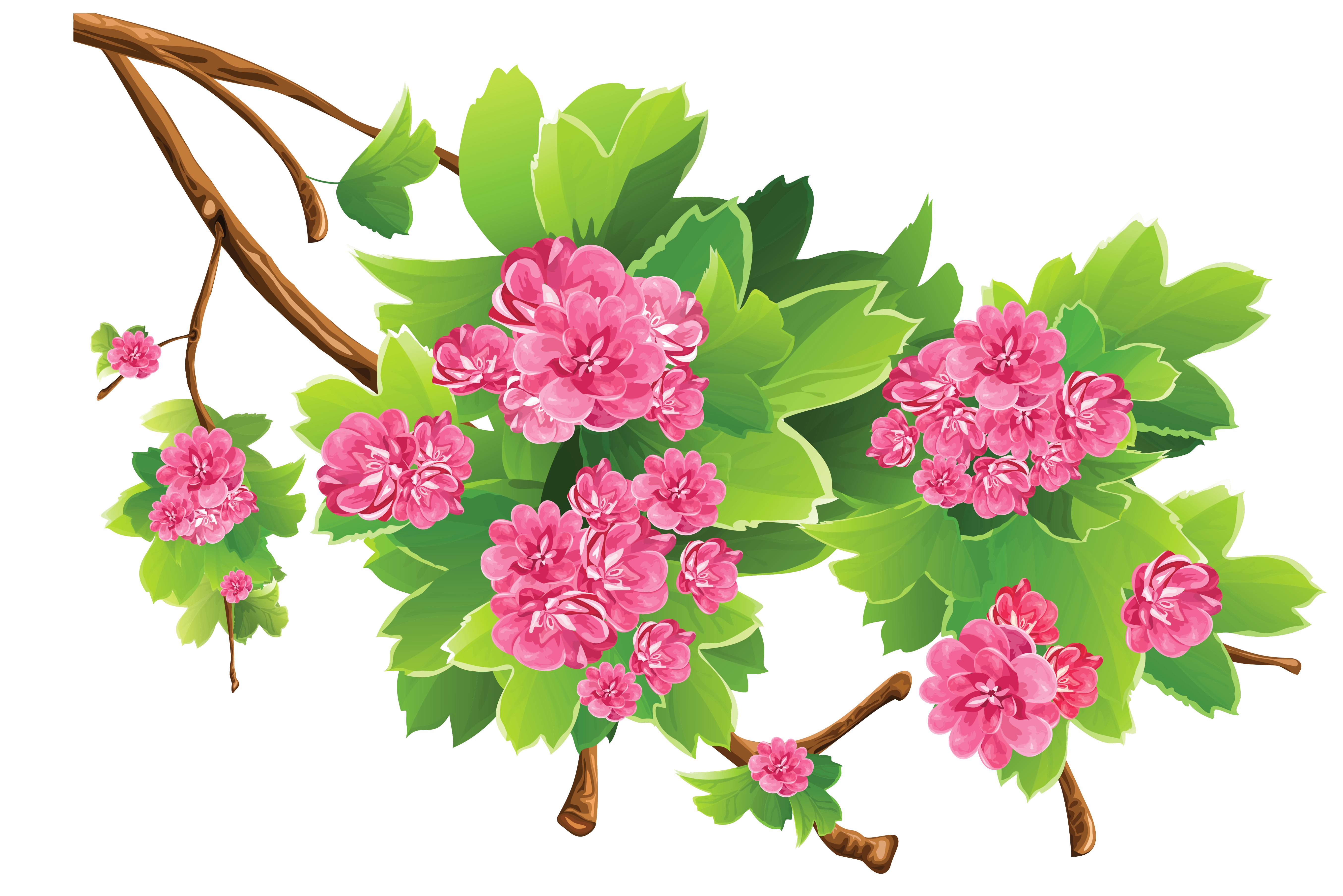 Flowers Spring Branch Transparent Background  HD Free Download