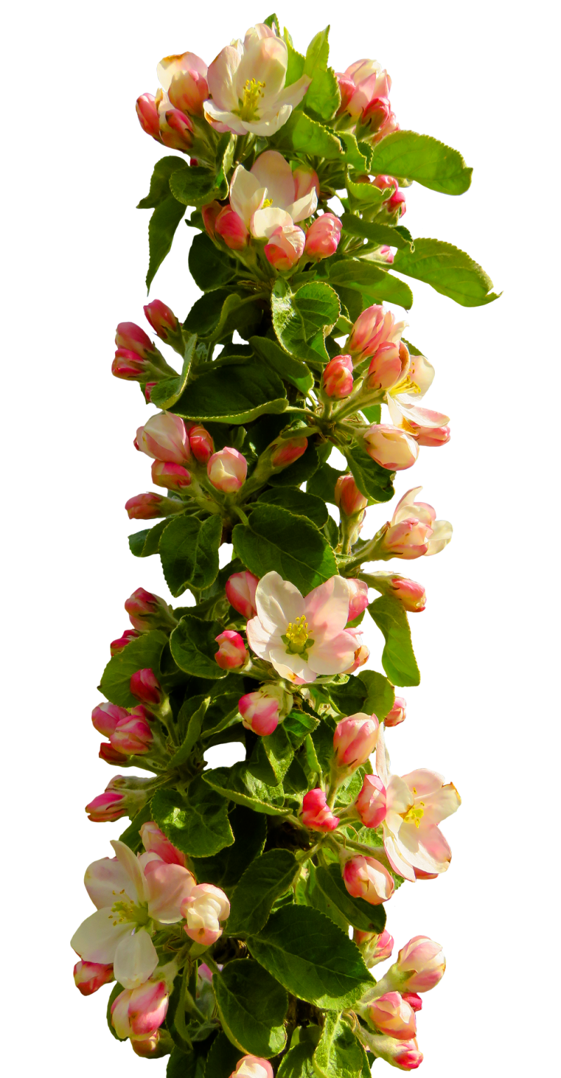 Spring Coming Transparent Flowers Decoration PNG  HD Free Download