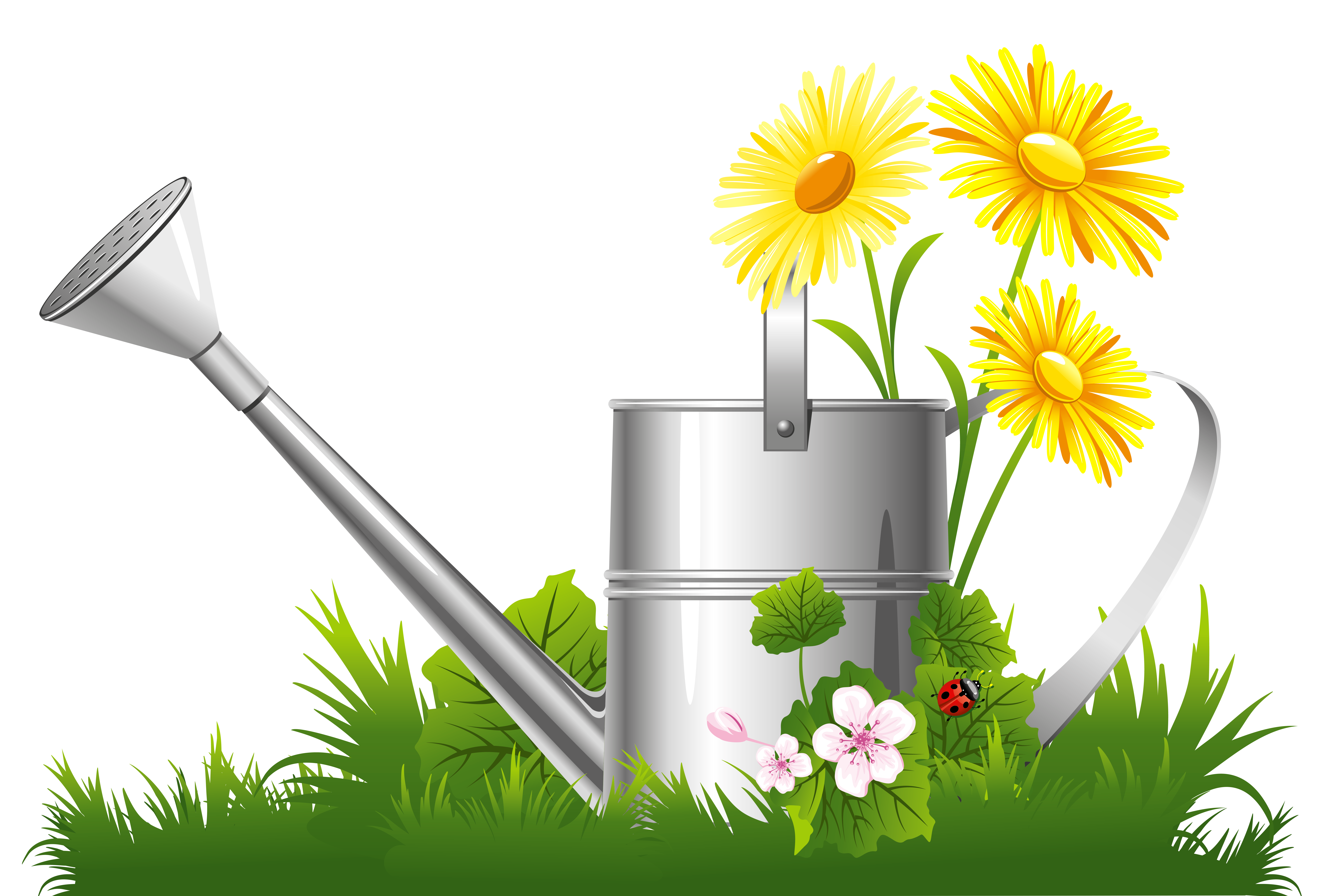 Spring Daisy Flower With Grass Clipart Images  HD Free Download