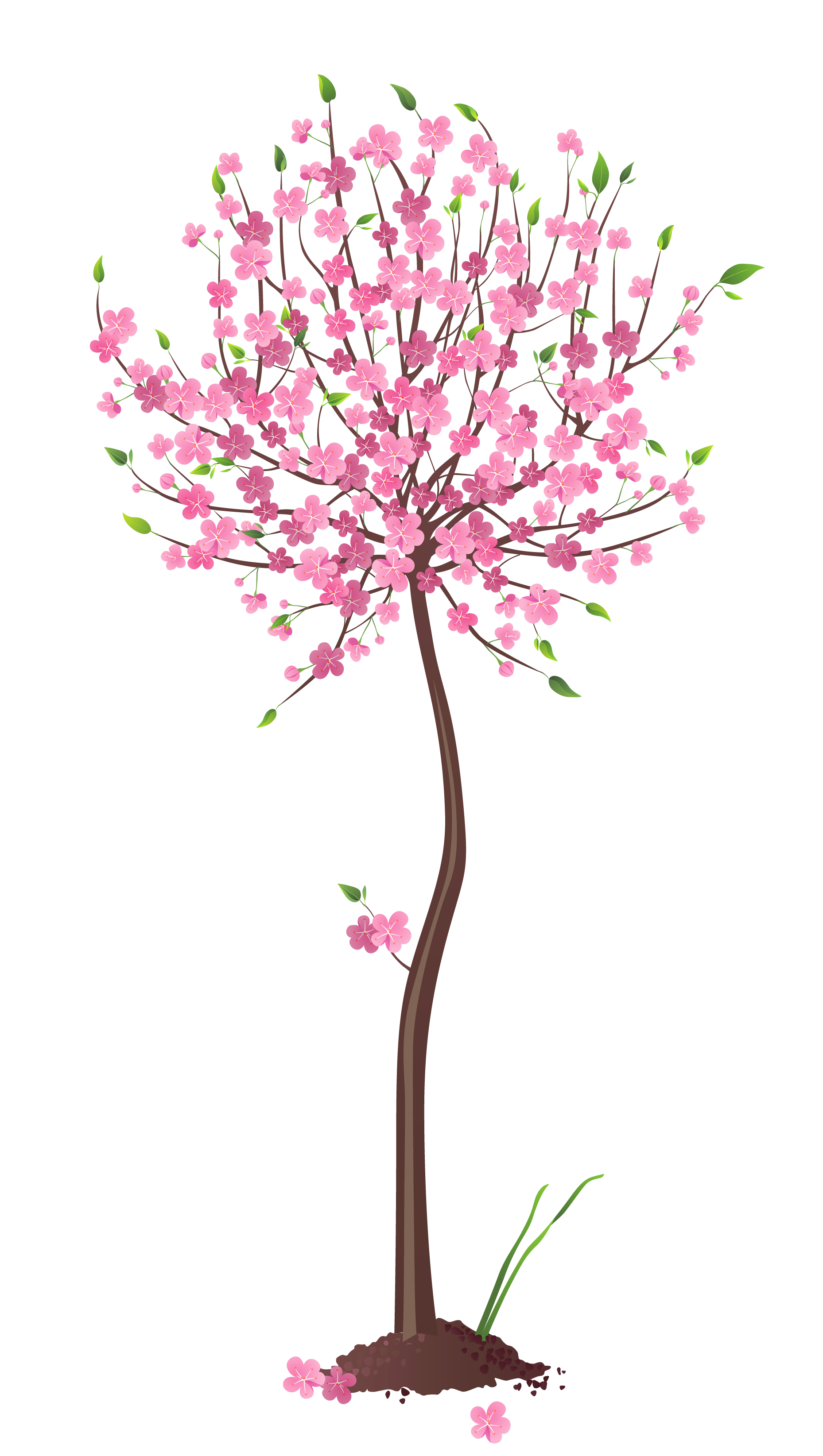 Spring Tree Transparent  HD Free Download