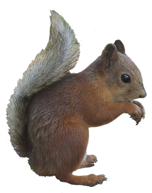 Squirrel Animal Clip Art  HD Free Download