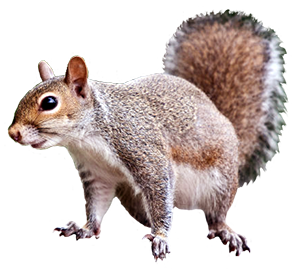Squirrel Animal Clip Art  HD Free Download