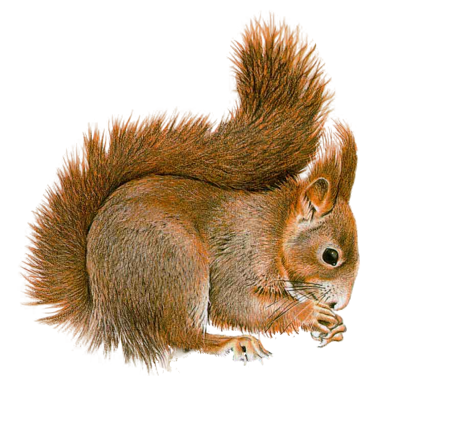 Squirrel PNG Design Deviantart  HD Free Download