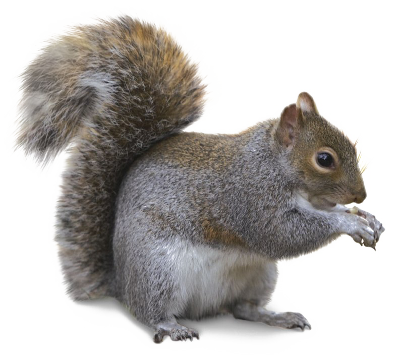 Squirrel PNG Transparent Images Pictures Photos PNG Arts  HD Free Download