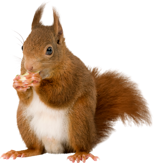 Squirrel Premium Photos Canva  HD Free Download
