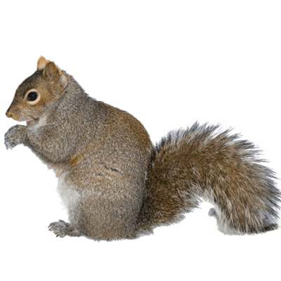 Squirrel Removal Mississauga Squirrel Control Solutions  HD Free Download