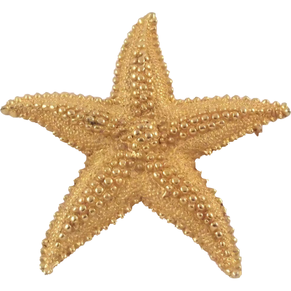 Starfish PNG  HD Free Download