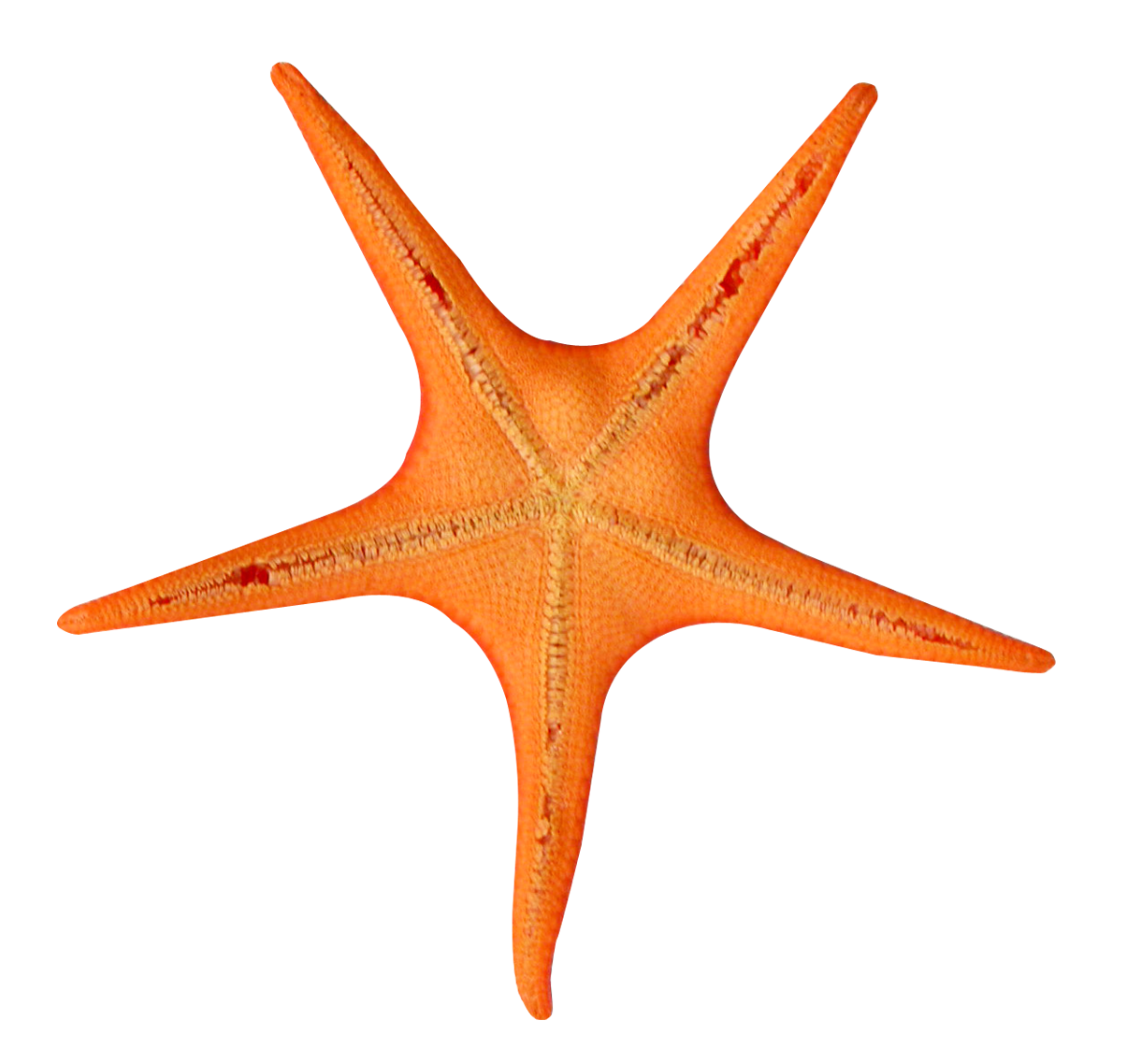 Starfish PNG Images Collected For Crazypngm Crazy PNG Images  HD Free Download