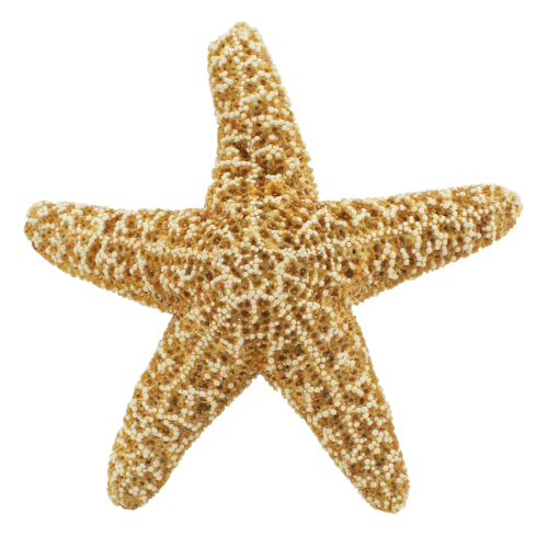 Starfish PNG Transparent Image   HD Free Download