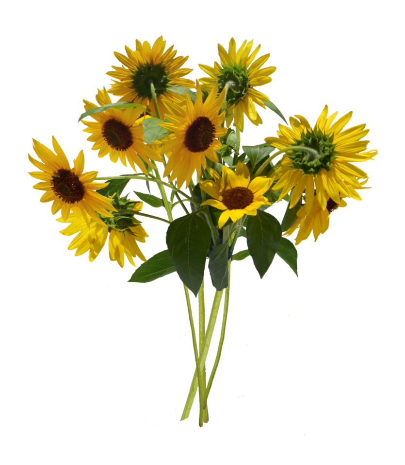 Sunflower Bouquet PNG Annamae Deviantart  HD Free Download