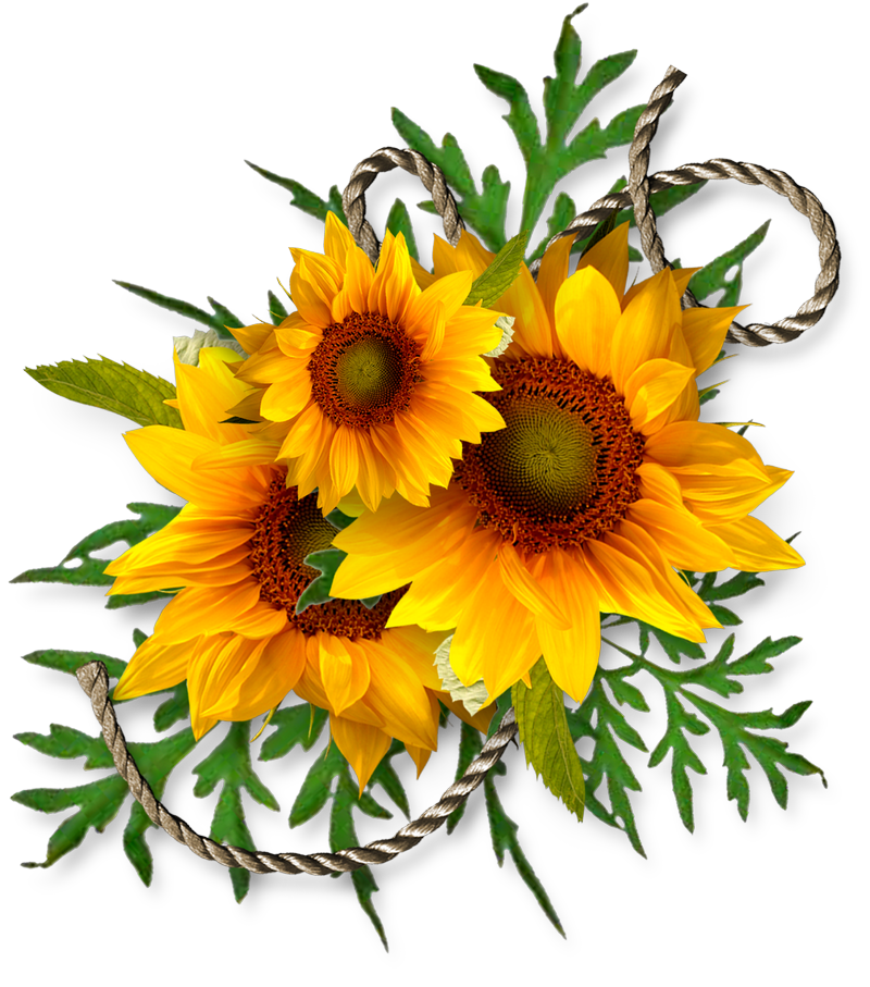 Sunflower Cheyokota Digital Scraps Autumn For Bies  HD Free Download