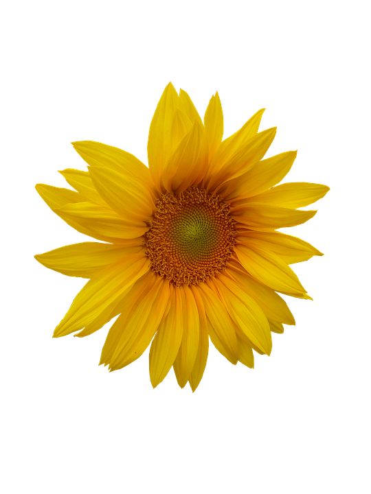 Sunflower Flower Head Image   HD Free Download