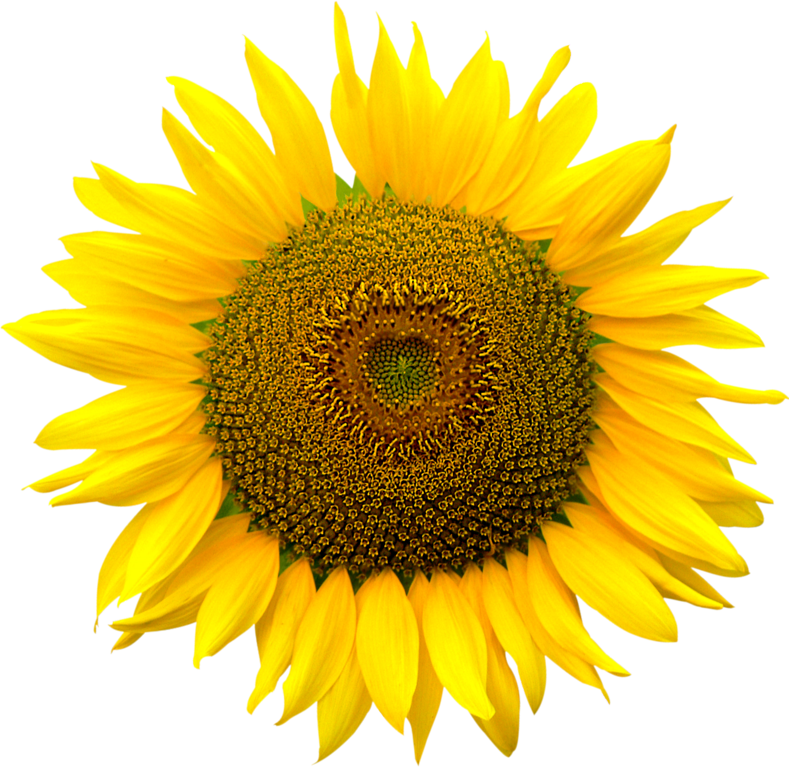 Sunflower Heart Inside PNG File Attention Only The  HD Free Download